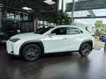 Lexus Sonstige 250 h Launch Edition LED NAV RFK SHZ ALU Weiß - thumbnail 4