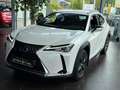 Lexus Sonstige 250 h Launch Edition LED NAV RFK SHZ ALU Weiß - thumbnail 3