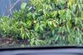 BMW X2 2.0 dA sDrive18 | 150CV | Garantie 12M Negro - thumbnail 12
