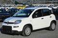 Fiat Panda Panda My24 1.0 70cv Hybrid White - thumbnail 22