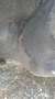 Opel Rekord delivery van Bianco - thumbnail 4