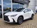 Lexus NX 350h Executive Line FLA HUD ParkAss. SpurH Weiß - thumbnail 1