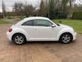 Volkswagen Beetle The Beetle 1.2 TSI Design Alb - thumbnail 9