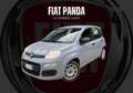 Fiat Panda Panda III 1.0 hybrid Easy Grigio - thumbnail 1