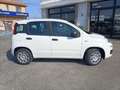 Fiat Panda 1.0 FireFly S&S Hybrid PREZZO REALE Wit - thumbnail 8