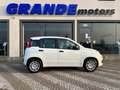 Fiat Panda Panda 1.0 firefly hybrid City Life s Bianco - thumbnail 3