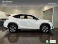 Lexus NX 300 300h F Sport Panorámico 4WD Wit - thumbnail 3