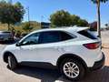 Ford Kuga 2.5 Duratec FHEV ST-Line AWD Aut. Blanco - thumbnail 5