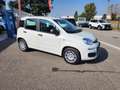 Fiat Panda 1.0 FireFly S&S Hybrid City ICON Blanc - thumbnail 4