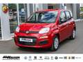 Fiat Panda MY25 Hybrid 1.0 GSE CITY-PAKET TEMPOMAT PDC KLIMA Rot - thumbnail 1