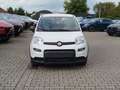 Fiat Panda #CityPaket #Tempomat Weiß - thumbnail 2