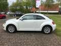 Volkswagen Beetle Lim. Design*Panorama/Schiebedach*Sitzhz* Weiß - thumbnail 1