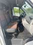 Fiat Ducato Ducato 120 Multijet 2.3D 250L Renntransporter Kart Weiß - thumbnail 8