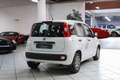 Fiat Panda EASY | IVA ESPOSTA Weiß - thumbnail 7