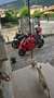 Ducati Panigale V4 Rojo - thumbnail 7