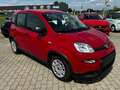 Fiat Panda Rot - thumbnail 5