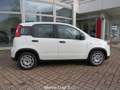 Fiat Panda 1.0 FireFly S&S Hybrid (OK NEOPATENTATI) Blanc - thumbnail 2