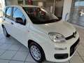Fiat Panda 4x2 FireFly Hybrid 70 Weiß - thumbnail 8
