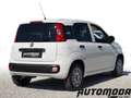 Fiat Panda VAN 1.2 69CV 2 posti Bianco - thumbnail 4
