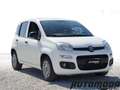 Fiat Panda VAN 1.2 69CV 2 posti Bianco - thumbnail 3