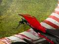 Ducati Panigale V4 S REIFEN+SERVICE NEU] Piros - thumbnail 8