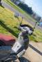 Kymco Like 125 - thumbnail 4