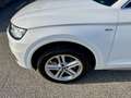 Audi Q5 2.0 TDI quattro Sport s-tronic Matrix 1. Besitz Weiß - thumbnail 7