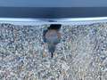 Audi A4 allroad 50 TDI quattro tiptronic Silber - thumbnail 26
