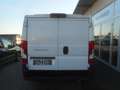 Fiat Ducato Ducato 30 L1H1 120  Navi Kasten Netto € 19.000,- Blanc - thumbnail 6