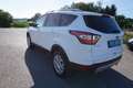 Ford Kuga 1.5 TDCi Trend 4x2 Start/Stopp Weiß - thumbnail 4