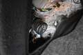 Mercedes-Benz B 200 B 200 d Sport auto FL TETTO PANORAMA Noir - thumbnail 16