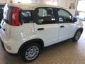 Fiat Panda Panda 1.0 firefly hybrid s Bianco - thumbnail 3