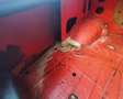 DAF Sonstige - thumbnail 13