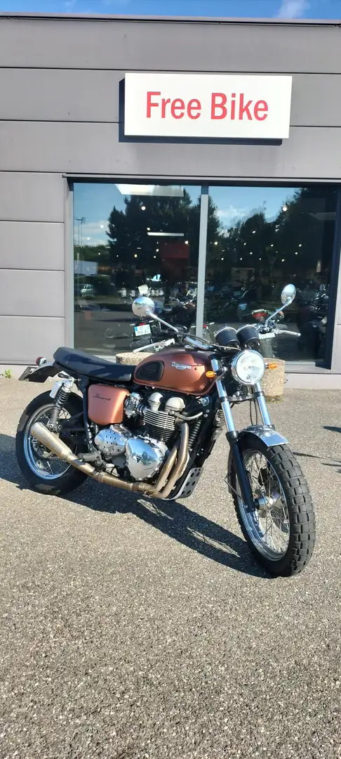 Triumph Braun - 1