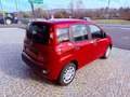 Fiat New Panda ICON - KM 0 10/2025- 5° POSTO - RADIO - SENSORI Rosso - thumbnail 4