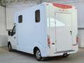 Renault Master T35 2.3 dCi 165 PL-TN Van Trasporto Cavalli Bianco - thumbnail 5