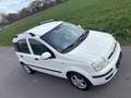 Fiat Panda 1.2 8V Dynamic-Klima-Eur5-Alu Weiß - thumbnail 8