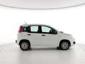 Fiat Panda Panda 1.2 Easy s&s 69cv (Br) Bianco - thumbnail 4