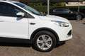 Ford Kuga 2.0 TDCI 120CV Titanium EURO 6 Weiß - thumbnail 11