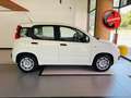 Fiat Panda 1.0 firefly hybrid s Bianco - thumbnail 1
