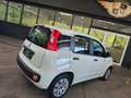 Fiat Panda 1.2 Pop BLANCO/AW-Reifen/1.Hand Weiß - thumbnail 10