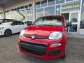 Fiat Panda HYBRID 70 CV 5 POSTI, SENSORI PARK Rosso - thumbnail 2