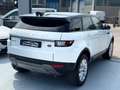 Land Rover Range Rover Evoque Range Rover Evoque 2.0 TD4 150 CV 5p. SE Bianco - thumbnail 4