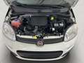 Fiat Panda 1.0 FireFly S&S Hybrid SENZA FINANZIAMENTO Blanc - thumbnail 20