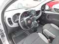 Fiat Panda 4x2 FireFly Hybrid 70 Grau - thumbnail 18