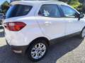 Ford EcoSport UNICOPROPRIETARIO-  1.0 ecoboost Business 125cv Bianco - thumbnail 6