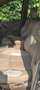 Jeep Grand Cherokee Grand Cherokee 3.1TD Laredo Verde - thumbnail 9