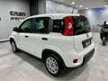 Fiat Panda 1.0 69CV HYBRID 2023 KM0 PRONTA CONSEGNA Blanco - thumbnail 4