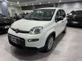 Fiat Panda 1.0 69CV HYBRID 2023 KM0 PRONTA CONSEGNA Wit - thumbnail 3