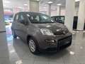 Fiat Panda Panda 1.0 firefly hybrid s Grigio - thumbnail 2